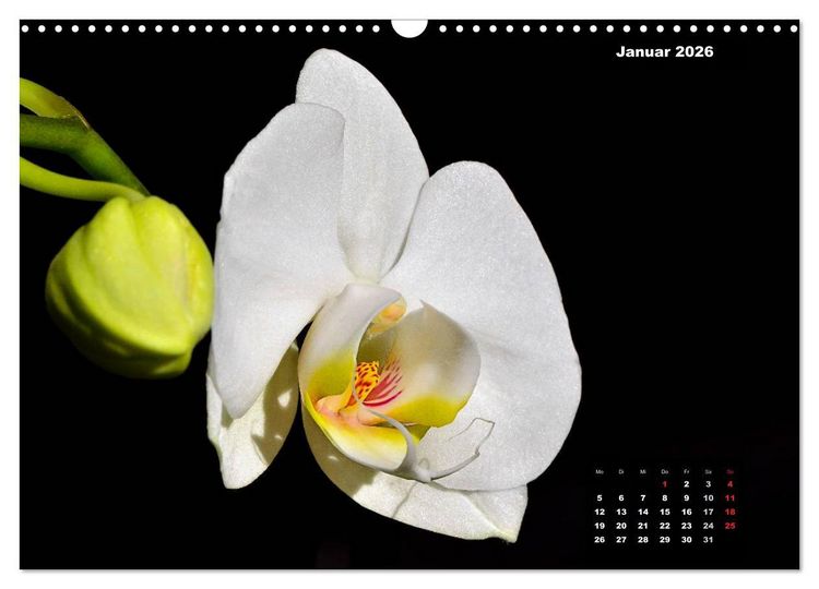 Produktbild: Der Natur auf der Spur - Makro-Fotografien der besonderen Art (Wandkalender 2026 DIN A3 quer), CALVENDO Monatskalender