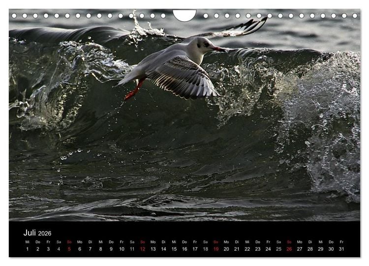 Produktbild: R&uuml;gen (Wandkalender 2026 DIN A4 quer), CALVENDO Monatskalender