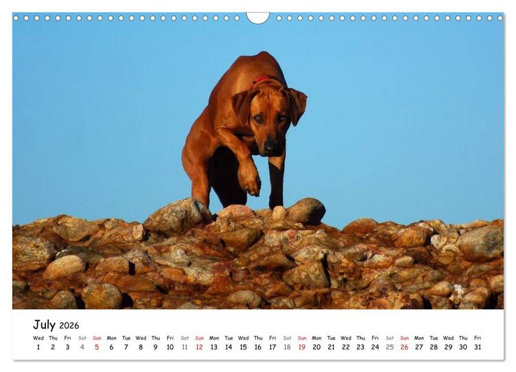 Produktbild: Rhodesian Ridgebacks (Wall Calendar 2026 DIN A3 landscape), CALVENDO 12 Month Wall Calendar