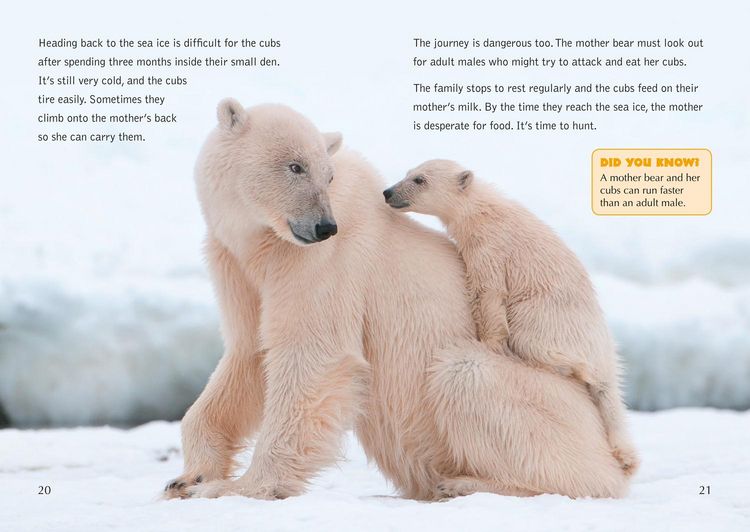 Produktbild: Collins Big Cat - The Life Cycle of a Polar Bear