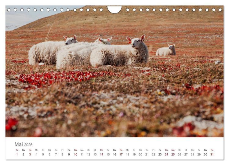 Produktbild: Schafe - Weich und wollig (Wandkalender 2026 DIN A4 quer), CALVENDO Monatskalender