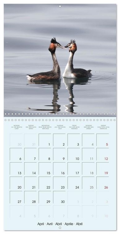 Produktbild: Les oiseaux du lac L&eacute;man (Calendrier mural carr&eacute; 2026 30x30 cm) Calendrier double avec une page pour vos prises de notes