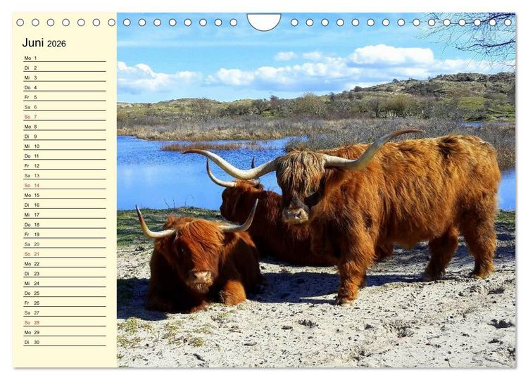 Produktbild: Schottische Hochlandrinder. Freundlich, sch&ouml;n und robust (Wandkalender 2026 DIN A4 quer), CALVENDO Monatskalender