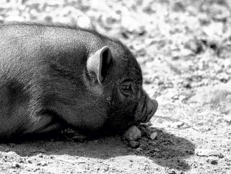 Produktbild: CALVENDO Puzzle Minischwein Ferkel | 1000 Teile Lege-Gr&ouml;&szlig;e 64x48cm Foto-Puzzle f&uuml;r gl&uuml;ckliche Stunden