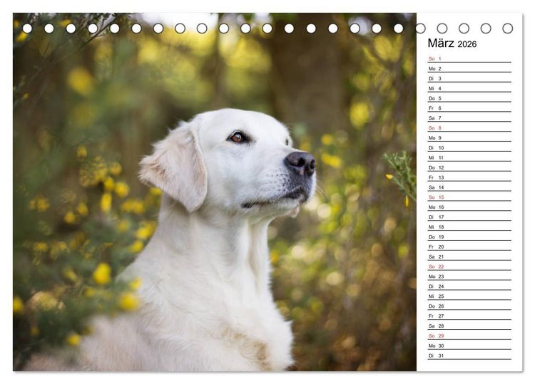 Produktbild: Goldig durch das Jahr! (Tischkalender 2026 DIN A5 quer), CALVENDO Monatskalender