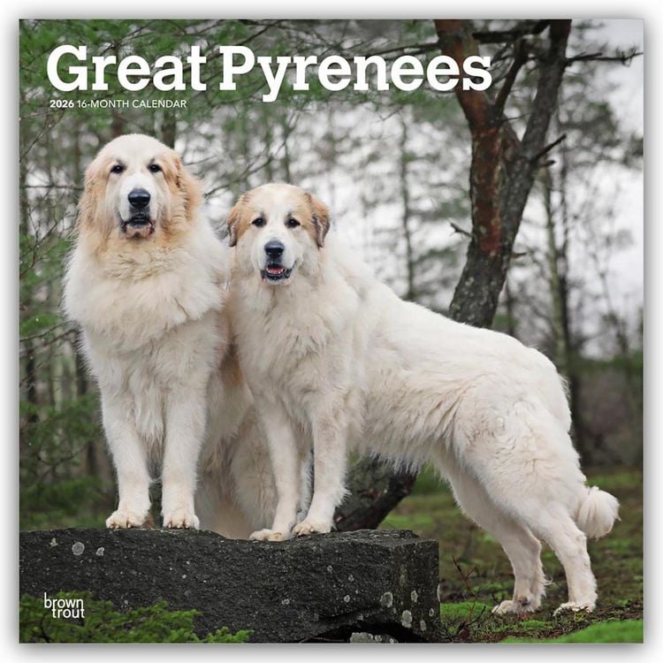 Produktbild: Great Pyrenees – Pyrenäenberghund 2026 – 16-Monatskalender