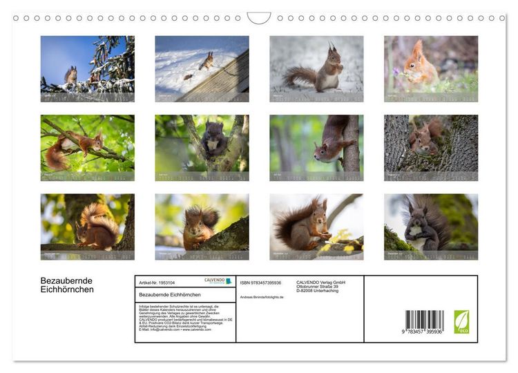 Produktbild: Bezaubernde Eichh&ouml;rnchen (Wandkalender 2026 DIN A3 quer), CALVENDO Monatskalender