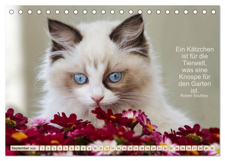 Produktbild: Samtpfoten Lebendige Poesie (Tischkalender 2026 DIN A5 quer), CALVENDO Monatskalender
