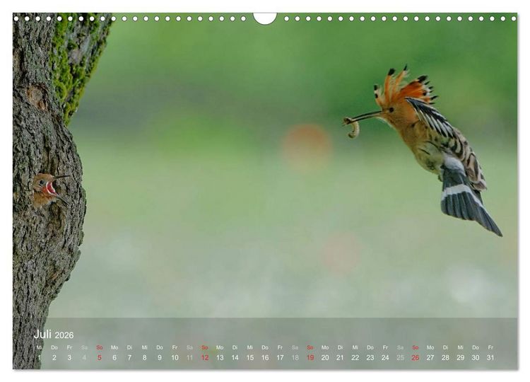 Produktbild: Wiedehopf (Wandkalender 2026 DIN A3 quer), CALVENDO Monatskalender