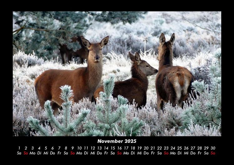 Produktbild: Der Tierkalender 2025 Fotokalender DIN A3