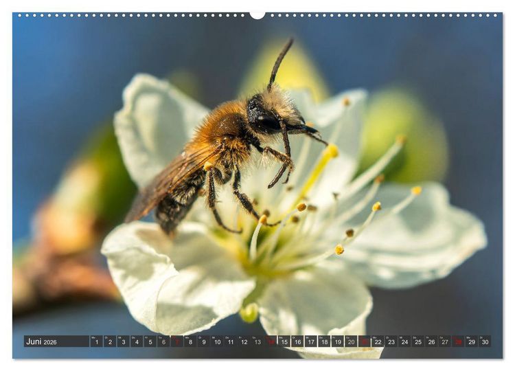 Produktbild: Sehe die Bienen (Wandkalender 2026 DIN A2 quer), CALVENDO Monatskalender