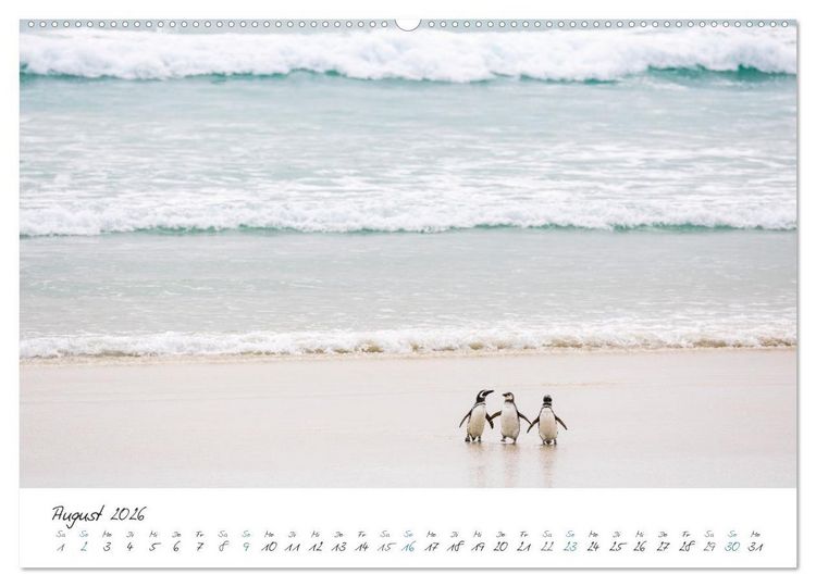 Produktbild: Tierisches von den Falklandinseln (hochwertiger Premium Wandkalender 2026 DIN A2 quer), Kunstdruck in Hochglanz