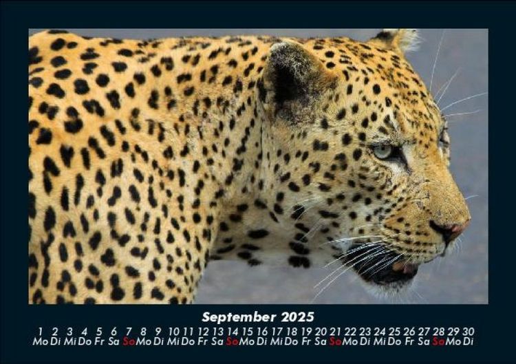 Produktbild: Tierkalender 2025 Fotokalender DIN A5