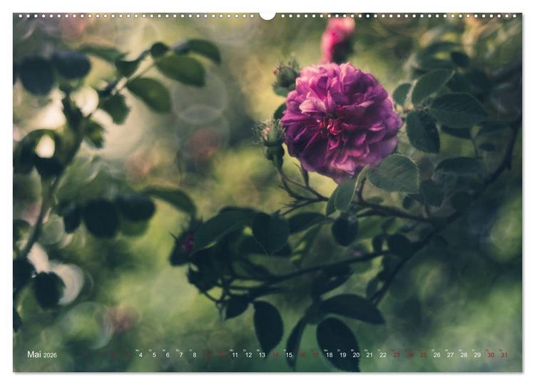 Produktbild: Die Welt der Alten Rosen (Wandkalender 2026 DIN A2 quer), CALVENDO Monatskalender