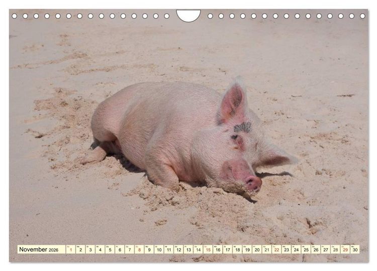 Produktbild: Schwimmende Schweine (Wandkalender 2026 DIN A4 quer), CALVENDO Monatskalender