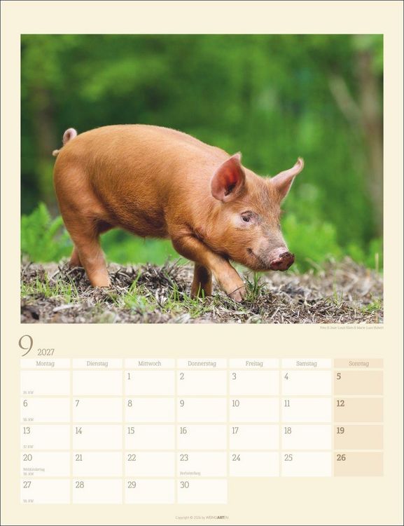 Produktbild: Schweinchen Kalender 2027