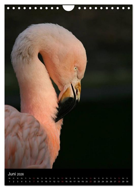 Produktbild: Flamingos - Eleganz in Rot und Rosa (Wandkalender 2026 DIN A4 hoch), CALVENDO Monatskalender