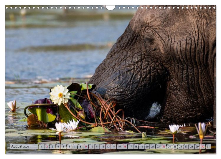 Produktbild: Elefanten - Sanfte Riesen Afrikas (Wandkalender 2026 DIN A3 quer), CALVENDO Monatskalender