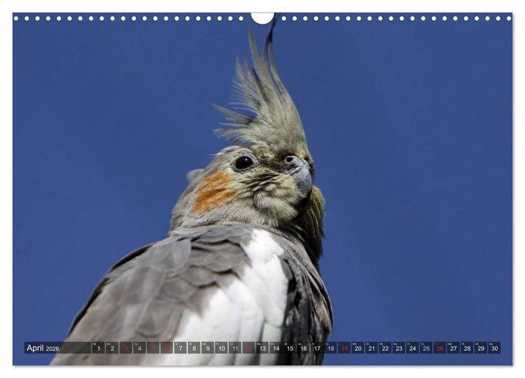 Produktbild: Nymphensittiche (Wandkalender 2026 DIN A3 quer), CALVENDO Monatskalender