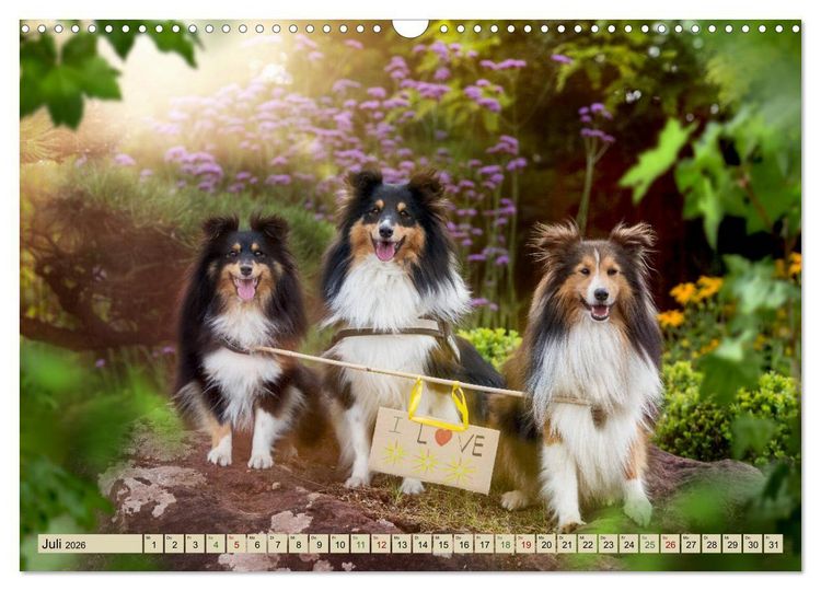 Produktbild: SHELTIES Liebe auf 4 Pfoten (Wandkalender 2026 DIN A3 quer), CALVENDO Monatskalender