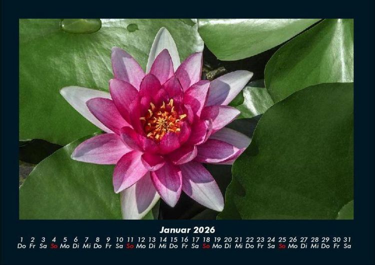 Produktbild: Blumenzauber 2026 Fotokalender DIN A4