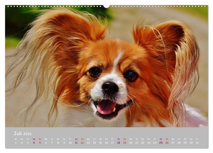 Produktbild: Dein Hund der treue Begleiter (Wandkalender 2026 DIN A2 quer), CALVENDO Monatskalender