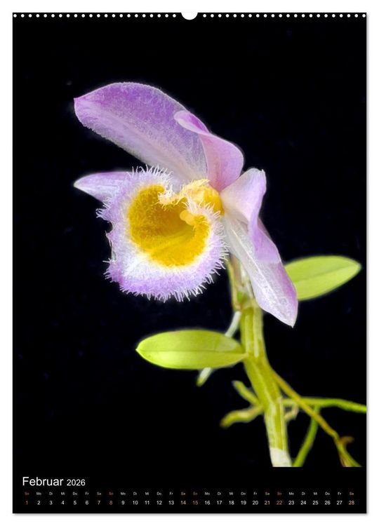 Produktbild: Orchideen - Exoten im Wohnzimmer (hochwertiger Premium Wandkalender 2026 DIN A2 hoch), Kunstdruck in Hochglanz