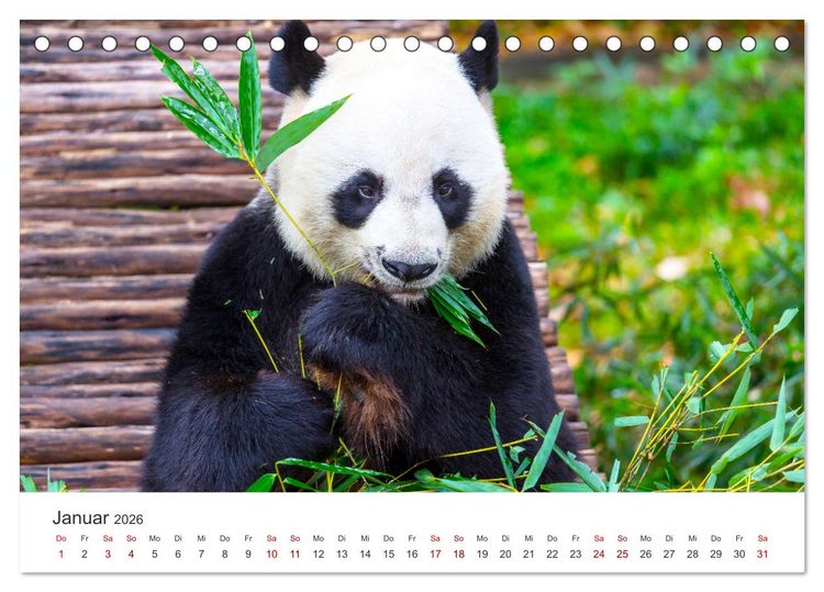 Produktbild: B&auml;ren - Pandas, Grizzlyb&auml;ren und Co. (Tischkalender 2026 DIN A5 quer), CALVENDO Monatskalender