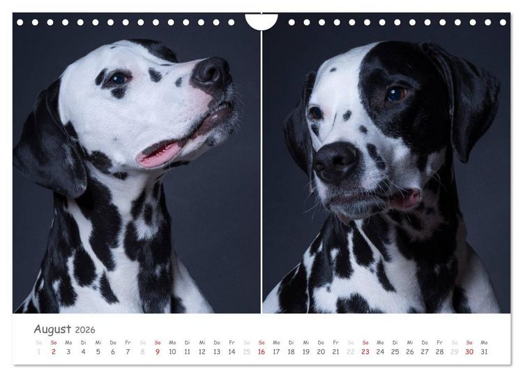 Produktbild: charakterstarke Hunde, wundersch&ouml;ne Hundeportraits (Wandkalender 2026 DIN A4 quer), CALVENDO Monatskalender