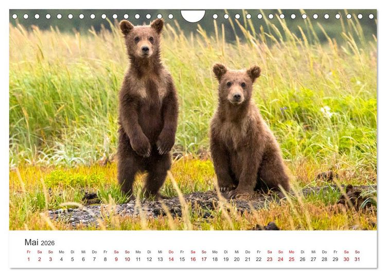 Produktbild: B&auml;ren - Pandas, Grizzlyb&auml;ren und Co. (Wandkalender 2026 DIN A4 quer), CALVENDO Monatskalender