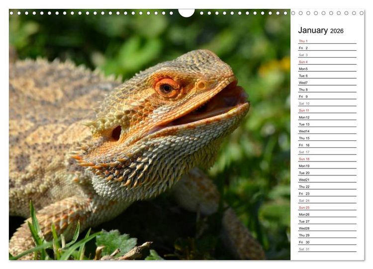 Produktbild: Close to Australian Bearded Dragons (Wall Calendar 2026 DIN A3 landscape), CALVENDO 12 Month Wall Calendar