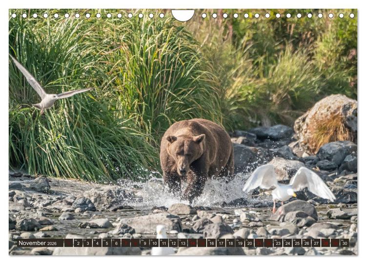 Produktbild: Grizzlyb&auml;ren im Katmai Nationalpark Alaska (Wandkalender 2026 DIN A4 quer), CALVENDO Monatskalender