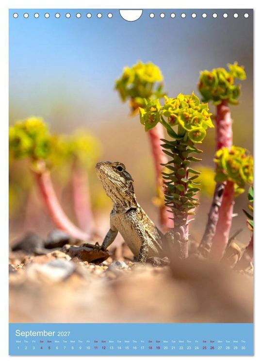Produktbild: Succulents in Many Shapes (Wall Calendar 2027 DIN A4 portrait), CALVENDO 12 Month Wall Calendar