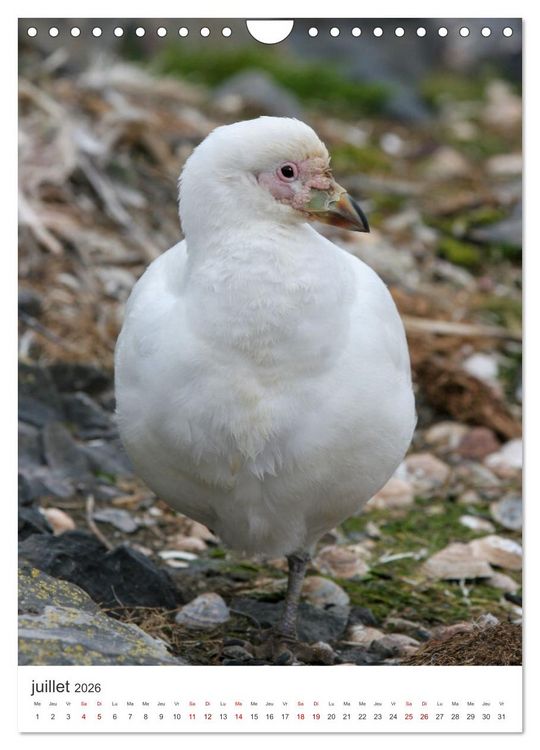 Produktbild: Antarctique des oiseaux de l&eacute;gende (Calendrier mural 2026 DIN A4 horizontal), CALVENDO calendrier mensuel