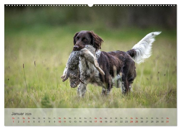 Produktbild: Treue Jagdgef&auml;hrten Der kleine M&uuml;nsterl&auml;nder (hochwertiger Premium Wandkalender 2026 DIN A2 quer), Kunstdruck in Hochglanz