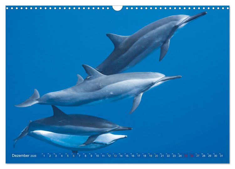 Produktbild: Tauchen: Wunderbares tiefblaues Meer (Wandkalender 2026 DIN A3 quer), CALVENDO Monatskalender