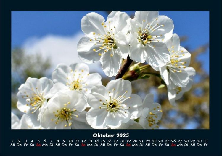 Produktbild: Blumentraum 2025 Fotokalender DIN A4