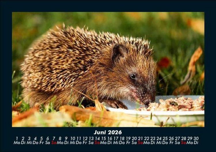 Produktbild: Tiere in der Wildnis 2026 Fotokalender DIN A5
