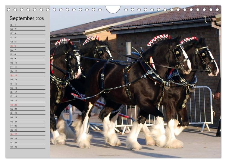 Produktbild: Das Shire Horse. Impressionen (Wandkalender 2026 DIN A4 quer), CALVENDO Monatskalender