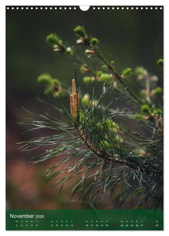 Produktbild: Klimaretter Baum (Wandkalender 2026 DIN A3 hoch), CALVENDO Monatskalender