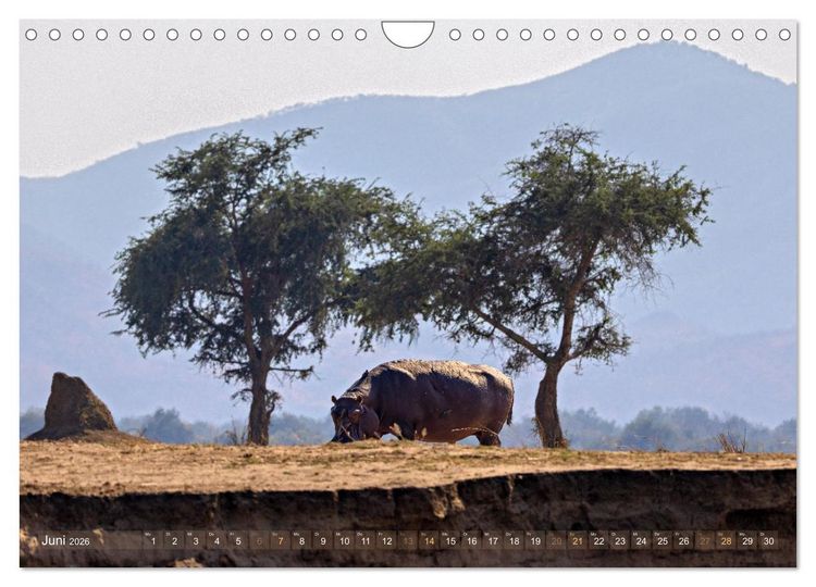 Produktbild: Hippos - Gef&auml;hrliche Giganten (Wandkalender 2026 DIN A4 quer), CALVENDO Monatskalender
