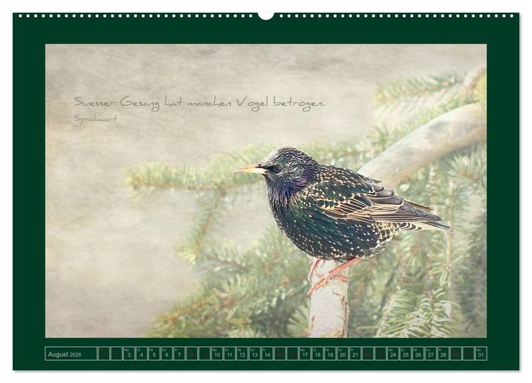 Produktbild: Stare und Weisheiten (Wandkalender 2026 DIN A2 quer), CALVENDO Monatskalender