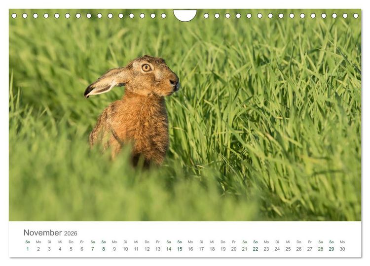 Produktbild: Feldhasen - dem Langohr auf der Spur (Wandkalender 2026 DIN A4 quer), CALVENDO Monatskalender