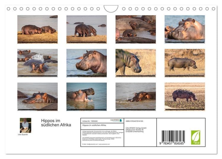 Produktbild: Hippos im s&uuml;dlichen Afrika (Wandkalender 2026 DIN A4 quer), CALVENDO Monatskalender