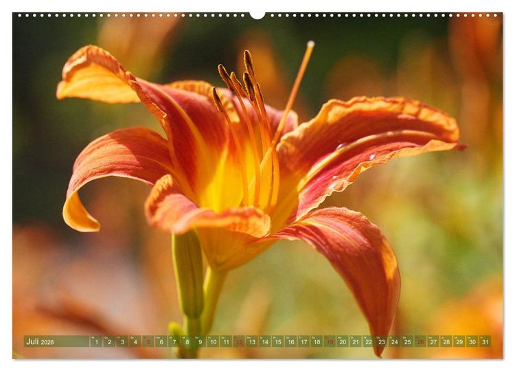 Produktbild: Taglilien im Garten (Wandkalender 2026 DIN A2 quer), CALVENDO Monatskalender