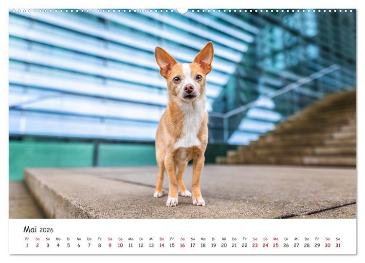Produktbild: Berlin City Dogs - Berliner Hunde (Wandkalender 2026 DIN A2 quer), CALVENDO Monatskalender
