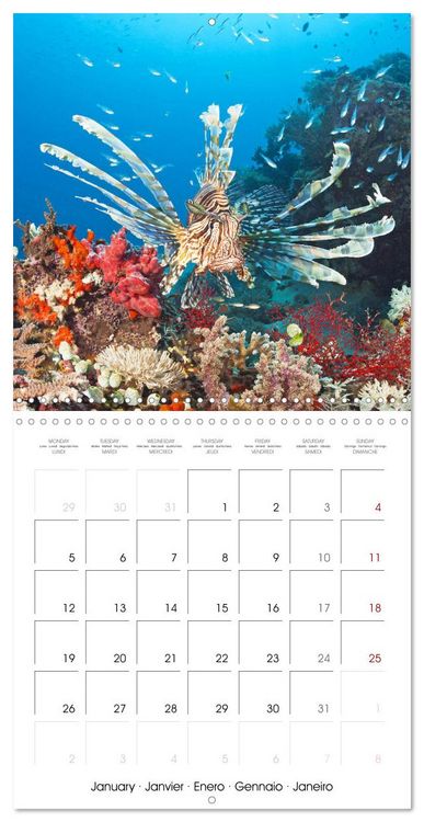 Produktbild: Diving in the deep blue sea (Wall Calendar 2026 12 &times; 12 Inch) CALVENDO 12 Month Wall Calendar