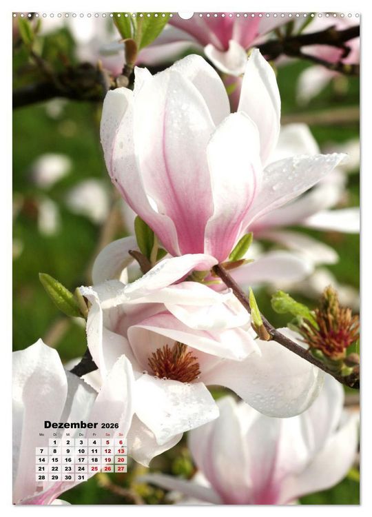 Produktbild: Magnolien Ein Fr&uuml;hlingstraum (hochwertiger Premium Wandkalender 2026 DIN A2 hoch), Kunstdruck in Hochglanz