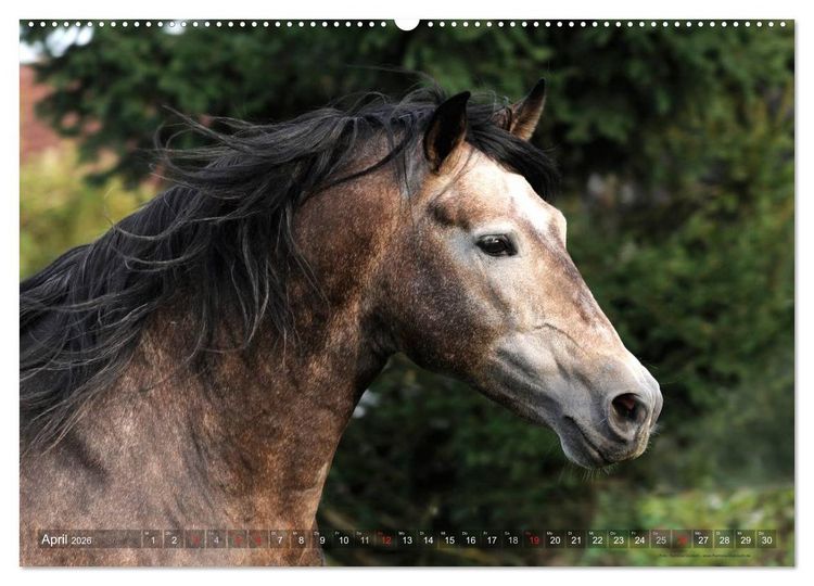 Produktbild: Edle spanische Pferde - Pura Raza Espanola (Wandkalender 2026 DIN A2 quer), CALVENDO Monatskalender