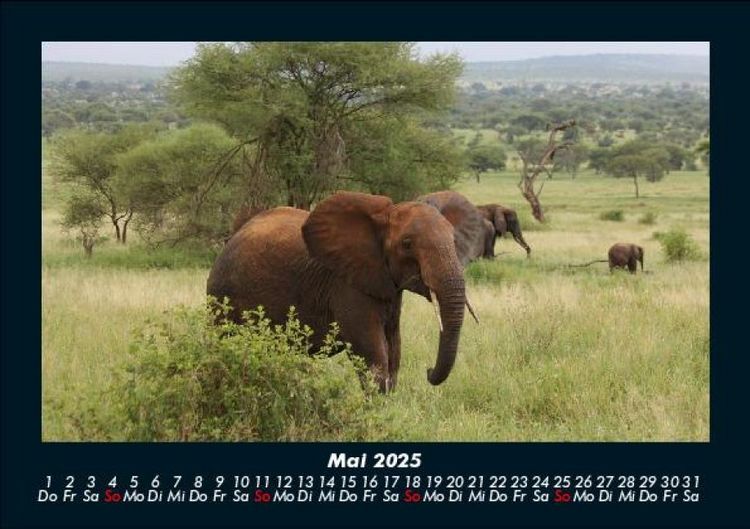 Produktbild: Der Elefantenkalender 2025 Fotokalender DIN A5